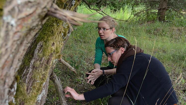 Allianzmanagerin Eva Braksiek (von links) und Nicole Wirl von den Geonauten am Lebensraum des Panther-Bockkäfers, am Stamm einer Salweide in der Riedelgrube. Foto: Elisabeth Assmann