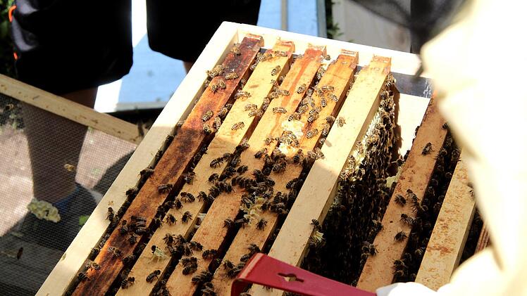 Vorsichtig werden die Rähmchen herausgehoben.   Foto: Richard Sänger