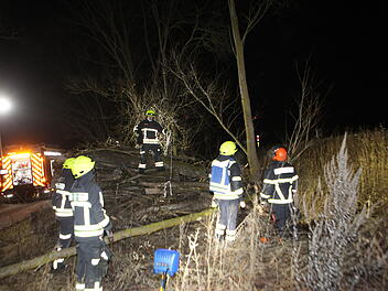 Baum drohte auf die Schienen zu stürzen: Biber schuld an Feuerwehreinsatz