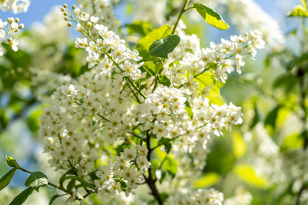 Wundersch&ouml;ne Naturfotos aus Bamberg.