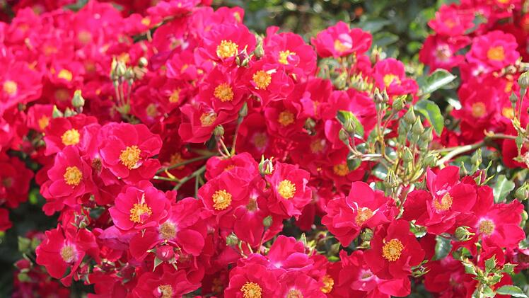 Bodendeckerrose Alcantara