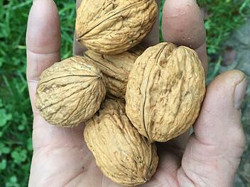 Walnüsse werden irgendwann auf dem Acker des Bund Naturschutzes im Gansthal bei Hammelburg geerntet werden können, denn es wurden 50 Bäume gepflanzt. Walnüsse sind nicht nur sehr gesund, sie sind auch gut für das Klima.