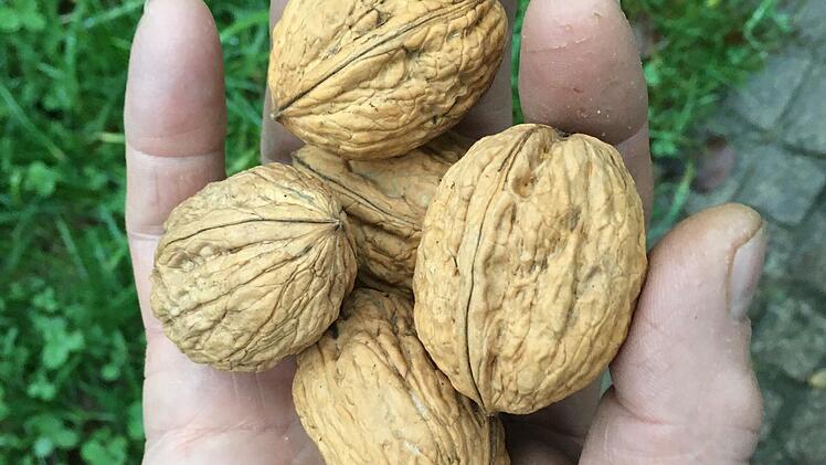 Walnüsse werden irgendwann auf dem Acker des Bund Naturschutzes im Gansthal bei Hammelburg geerntet werden können, denn es wurden 50 Bäume gepflanzt. Walnüsse sind nicht nur sehr gesund, sie sind auch gut für das Klima.