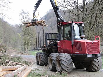 Die Bäume werden gefällt und an Ort und Stelle aufgearbeitet. Fotos: Josef Hofbauer