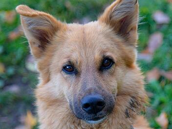 Tierheim Bamberg: Balu