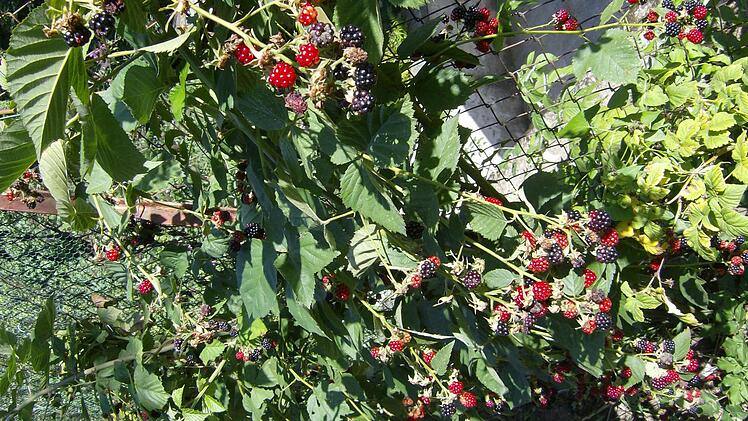 Im Garten der Familie Trautner in Gräfenberg. Foto: Petra Malbrich