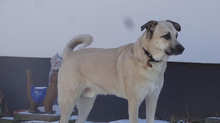Tierheim Pfaffengrün: Hund Leo unter Tränen im Tierheim abgegeben - "Alles schien perfekt"