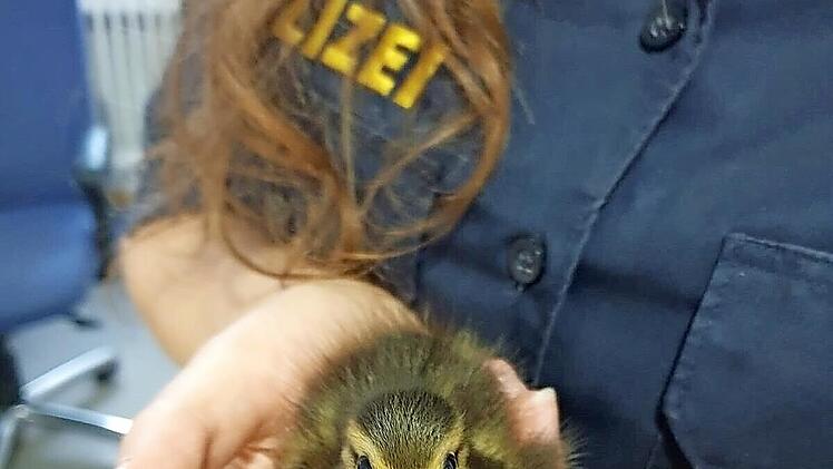Eine Polizistin hält eines der geretteten Entlein in der Hand.