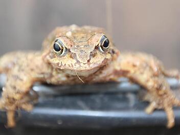 Vorsicht, da will einer ausreißen: ein Springfrosch auf dem Rand des Eimers.  Fotos: Diana Fuchs