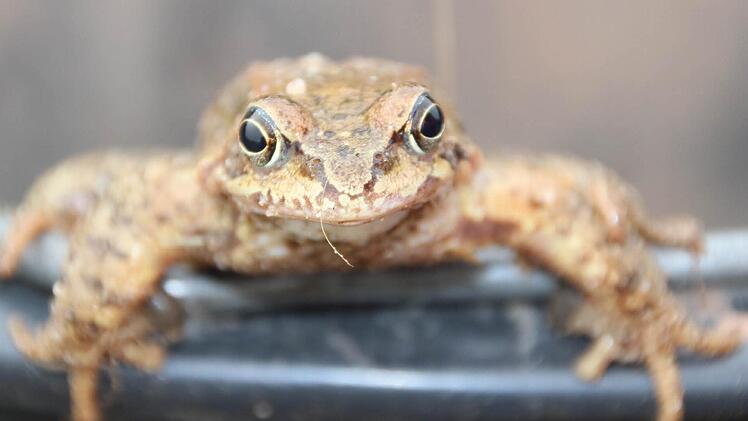 Vorsicht, da will einer ausreißen: ein Springfrosch auf dem Rand des Eimers.  Fotos: Diana Fuchs