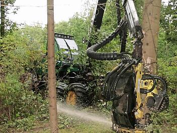 Mit einem Harvester fällt derzeit eine Firma aus Riedenberg Bäume. Foto: Paul Ziegler