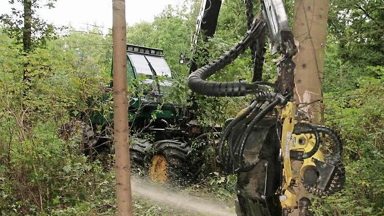 Mit einem Harvester fällt derzeit eine Firma aus Riedenberg Bäume. Foto: Paul Ziegler