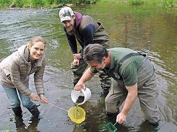 Kerstin Baumann, Niko Sederström und Stefan Roß entlassen die kleinen Bachforellen in die Itz. Fotos: Edwin Meißinger