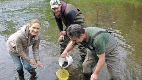 Kerstin Baumann, Niko Sederström und Stefan Roß entlassen die kleinen Bachforellen in die Itz. Fotos: Edwin Meißinger