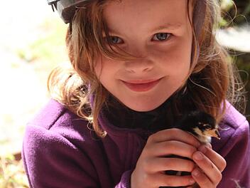 Die flauschig weichen Küken wurden gerne von Kindern aus ihrer Box geholt.  Fotos: Gerda Völk