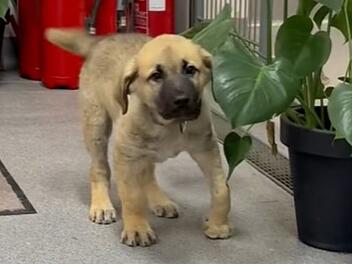 Tierheim Lichtenfels: "Gibt Momente, die uns sprachlos machen"