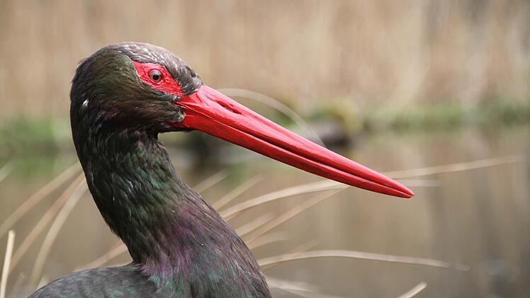 ... der Schwarzstorch wohl.