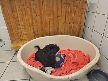 Hund in Franken: Tierheim Kulmbach mit guten Nachrichten – Tiere werden vermittelt Hund im Tierheim