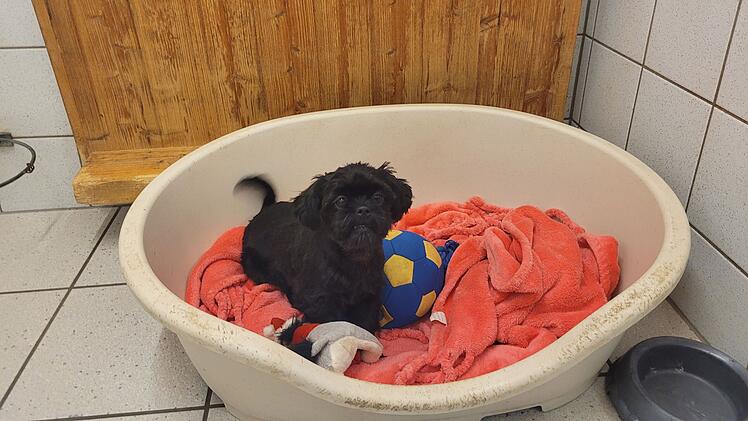 Hund im Tierheim