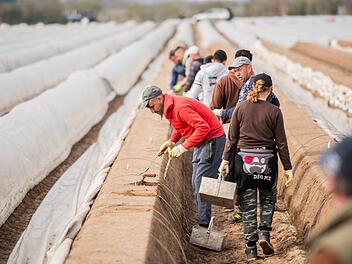 Die Coronakrise stellt auch die Spargelbauern vor große Probleme. Saisonarbeiter, die früher bei der Ernte mithalfen, dürfen nicht mehr einreisen. Symbolbild: Andreas Arnold/dpa