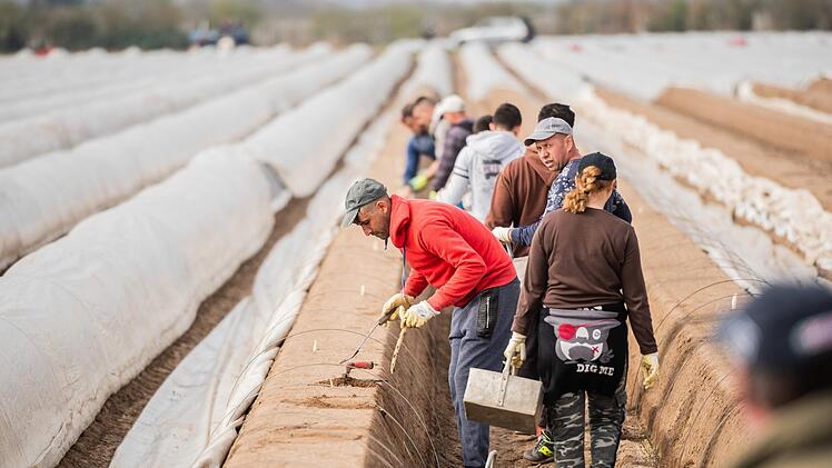 Die Coronakrise stellt auch die Spargelbauern vor große Probleme. Saisonarbeiter, die früher bei der Ernte mithalfen, dürfen nicht mehr einreisen. Symbolbild: Andreas Arnold/dpa