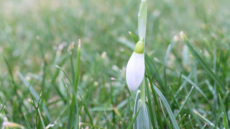 Der Frühling streckt die Fühler aus. Hier, in Bad Staffelstein, lugt sogar schon ein Schneeglöckchen aus der Erde. Foto: Christian Bauriedel