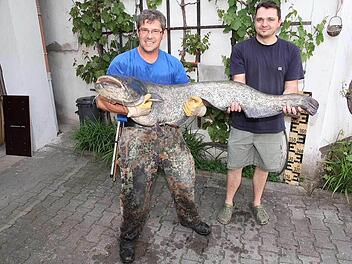 Christian Mönius (links) kann seinen Fang kaum alleine halten, der Waller ist über eineinhalb Meter groß und wiegt fast 25 Kilo.