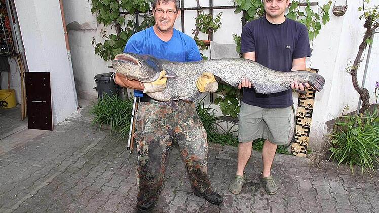 Christian Mönius (links) kann seinen Fang kaum alleine halten, der Waller ist über eineinhalb Meter groß und wiegt fast 25 Kilo.