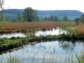 Das Diebacher Schilf  Foto: privat