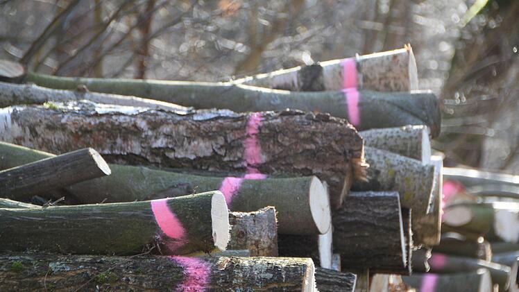 Spuren der Holzfällarbeiten im Waldgebiet "Höhe" in der Verlängerung der Straße Obertor in Bad Brückenau Foto: Ulrike Müller