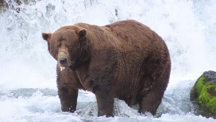 «Fat Bear»-Wahlen in USA