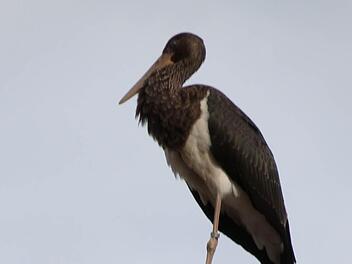 Der Schwarzstorch ist in Deutschland besonders geschützt. Foto: Archiv