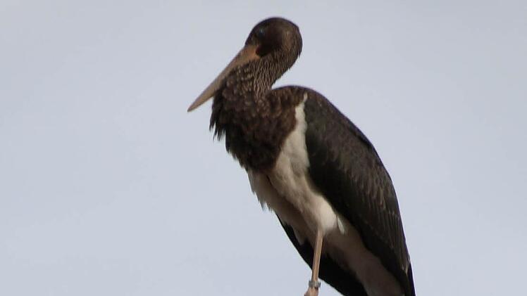 Der Schwarzstorch ist in Deutschland besonders geschützt. Foto: Archiv