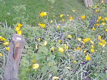 Die Tulpen breiten sich im Himbeerbeet von Beate Hemmerlein aus. Foto: privat