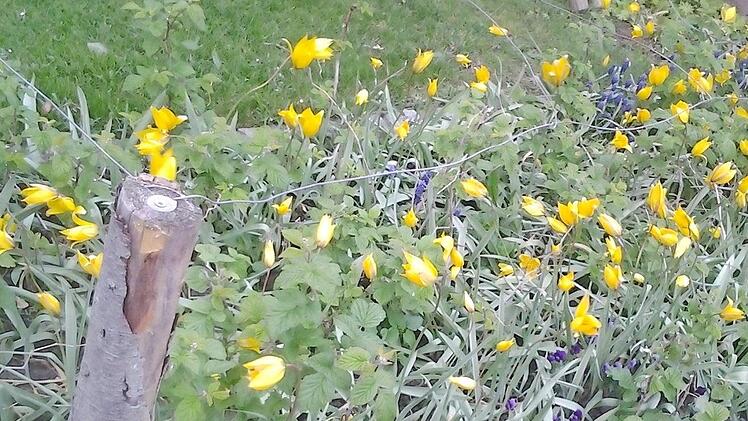 Die Tulpen breiten sich im Himbeerbeet von Beate Hemmerlein aus. Foto: privat