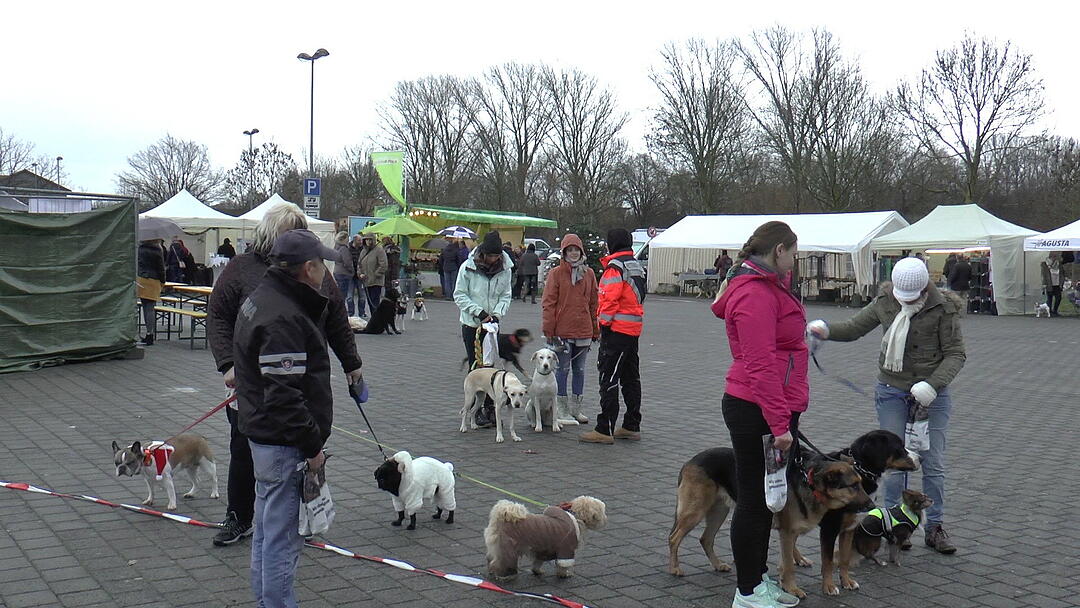 Hunde im Weihnachtskostüm: tierischer Weihnachtsmarkt in Haßfurt lockt hunderte Besucher