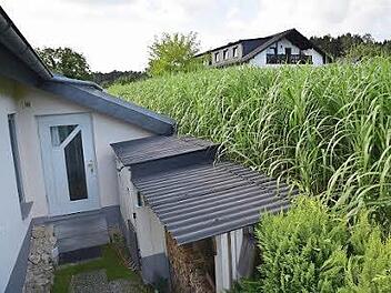 Die Halme wachsen bist in die Dachrinnen des Hauses von Familie Gick.