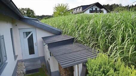 Die Halme wachsen bist in die Dachrinnen des Hauses von Familie Gick.