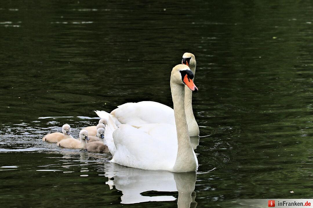 Schwanennachwuchs auf der Erba-Insel in Bamberg