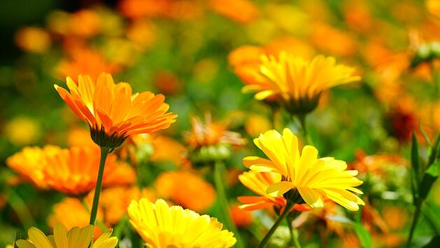 Herbstblume - Ringelblume