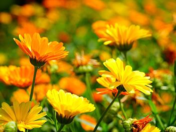 Herbstblume - Ringelblume