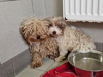 Ungeheuerlicher Fund im Kreis Kronach: Über 200 Tiere aus Haus befreit