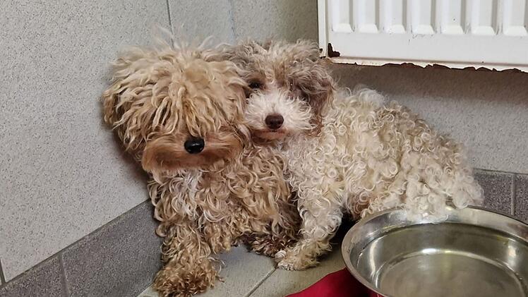 Ungeheuerlicher Fund im Kreis Kronach: Über 200 Tiere aus Haus befreit