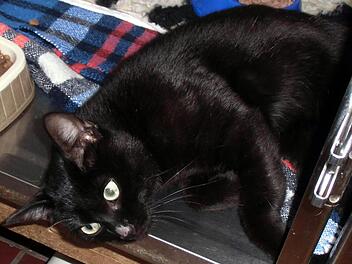 Mit einem Schrotgewehr hat ein Unbekannter auf dieses Kätzchen geschossen. In einer Quarantänebox erholt es sich nun von seinen Wunden. Fotos: Tierschutzverein Kitzingen