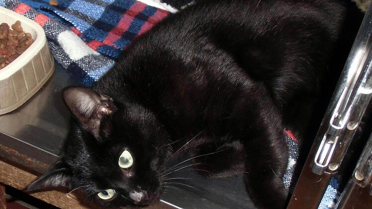 Mit einem Schrotgewehr hat ein Unbekannter auf dieses Kätzchen geschossen. In einer Quarantänebox erholt es sich nun von seinen Wunden. Fotos: Tierschutzverein Kitzingen