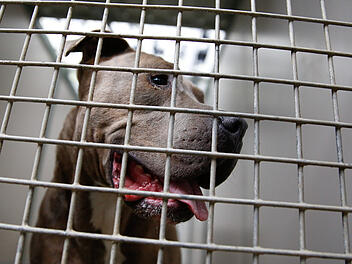 Staffordshire Bullterrier attackiert Herrchen und Mutter in Marburg