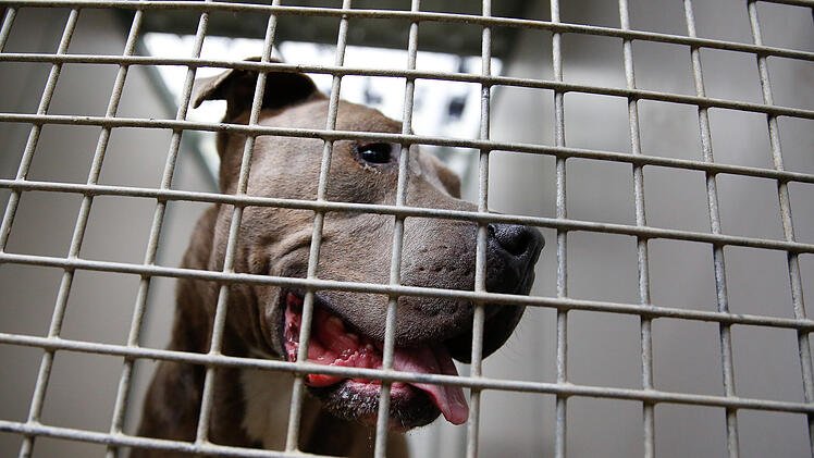 Staffordshire Bullterrier attackiert Herrchen und Mutter in Marburg