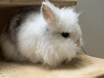 Tierheim Bamberg sucht Zuhause für Zwergkaninchen-Dame Schnuffi