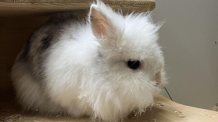 Tierheim Bamberg sucht Zuhause für Zwergkaninchen-Dame Schnuffi