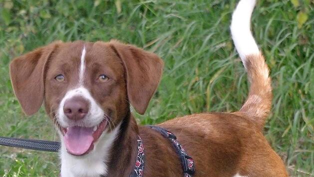 Kindo ist ein bretonischer Spanielmix und knapp 14 Monate alt. Wer kann ihm ein sch&ouml;nes Zuhause geben? Foto: Tierheim